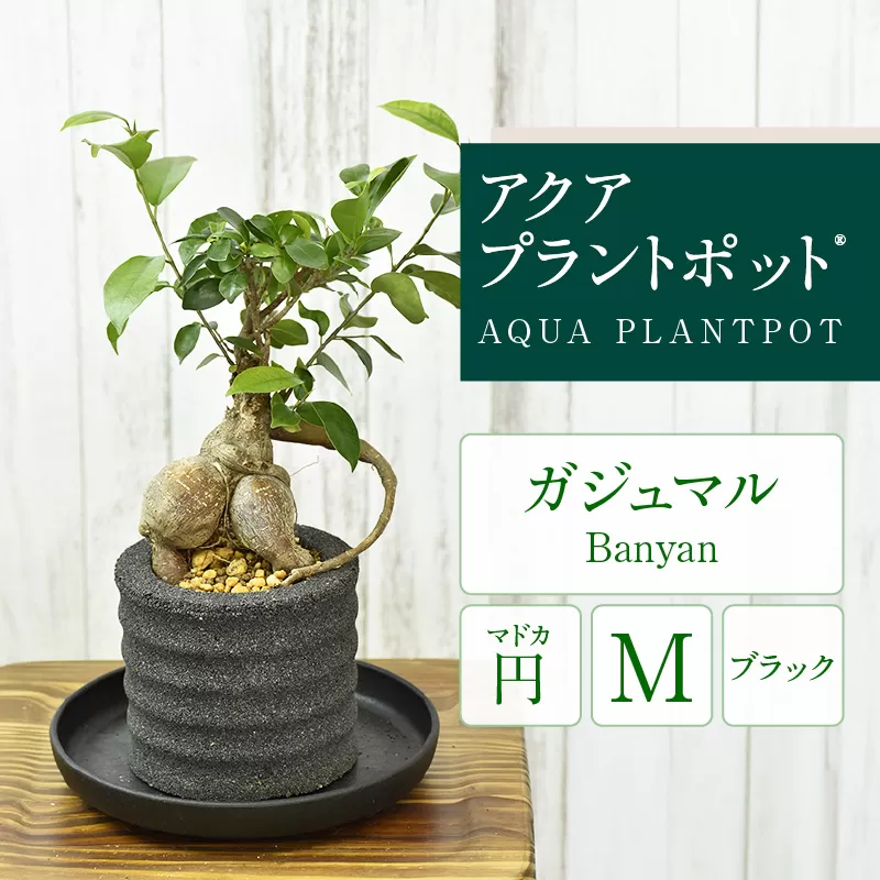 アクアプラントポット®　円Ｍ（ブラック） 植木鉢　ガジュマル（2100）