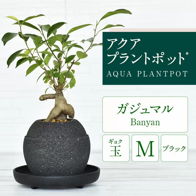 アクアプラントポット®　玉Ｍ（ブラック） 植木鉢　ガジュマル（2092）