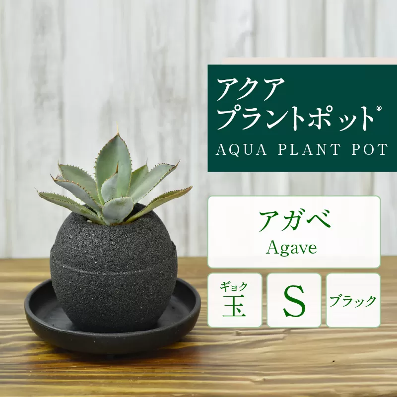 アクアプラントポット®　玉Ｓ（ブラック） 植木鉢　アガベ（2084）