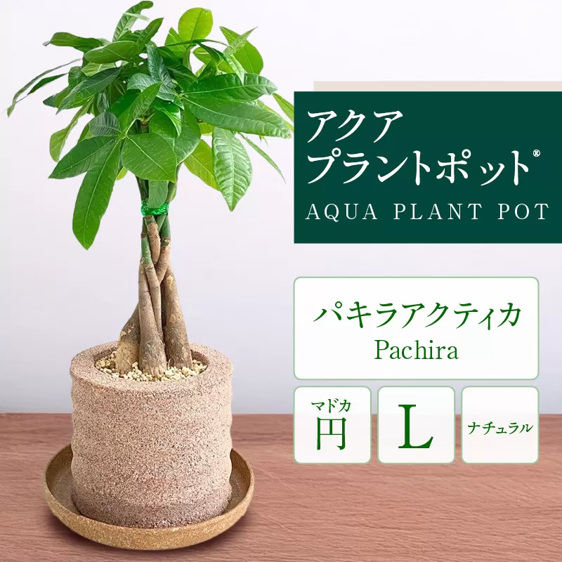 アクアプラントポット®　円Ｌ 植木鉢パキラ アクティカ（2136）