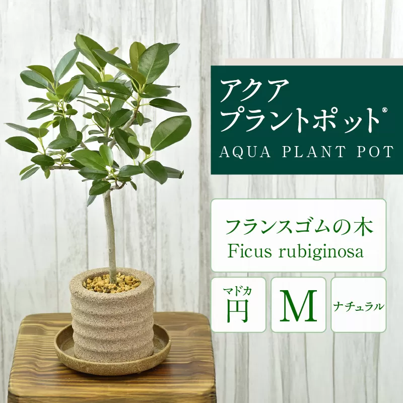 アクアプラントポット®　円Ｍ 植木鉢　フランスゴムの木（2101）