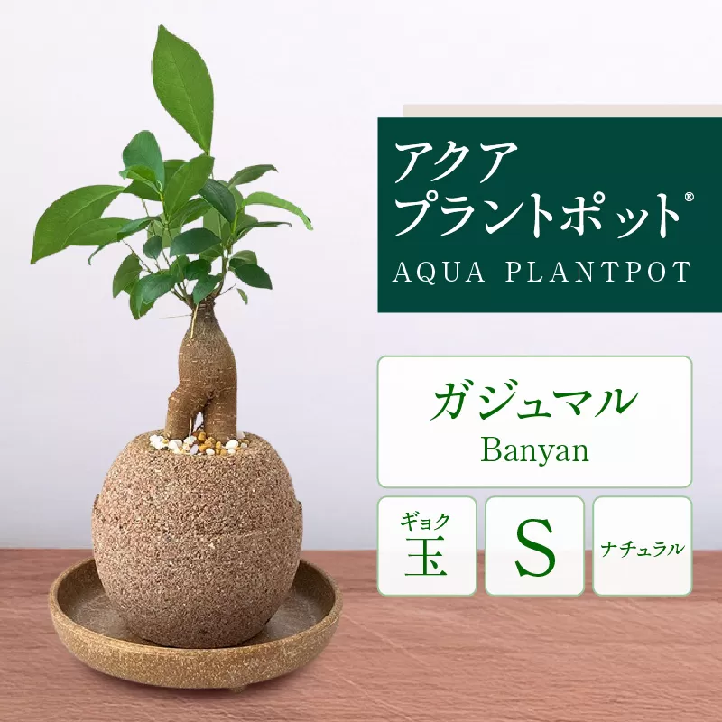 アクアプラントポット®　玉Ｓ 植木鉢ガジュマル（2126）