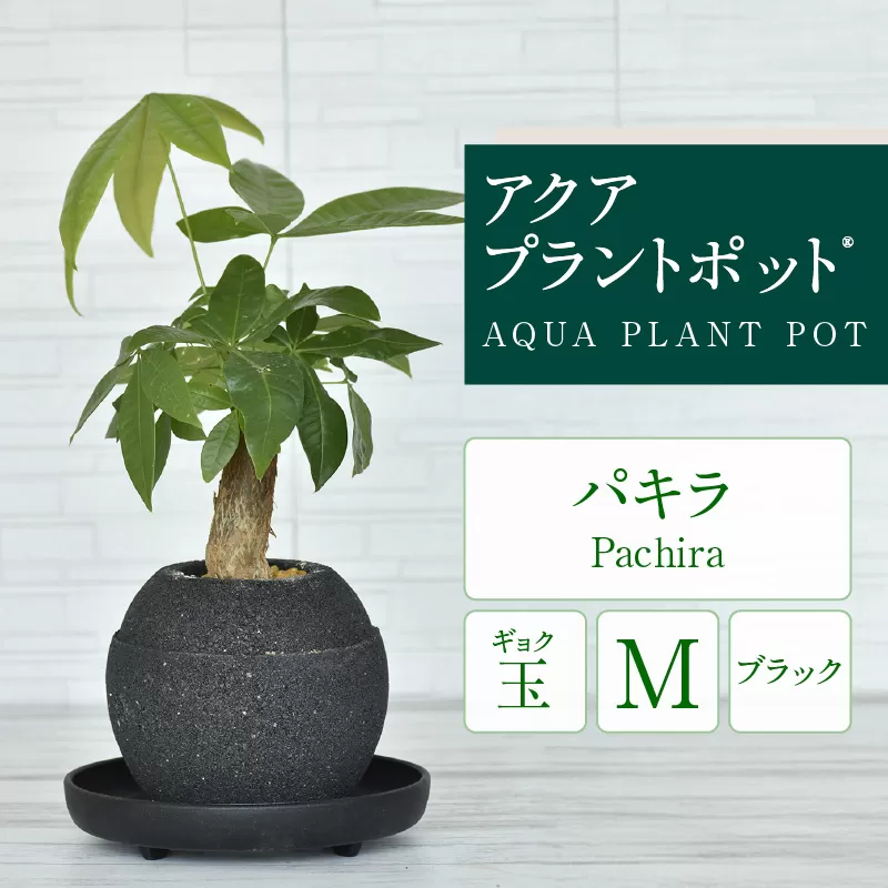 アクアプラントポット®　玉Ｍ（ブラック） 植木鉢　パキラ（2094）