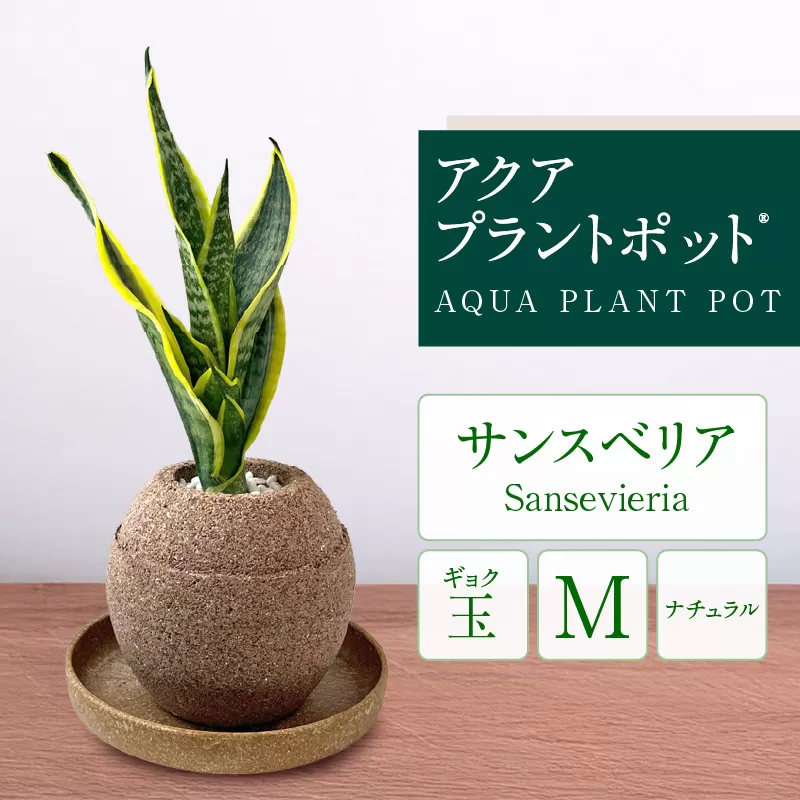 アクアプラントポット®　玉Ｍ 植木鉢サンスベリア（2134）