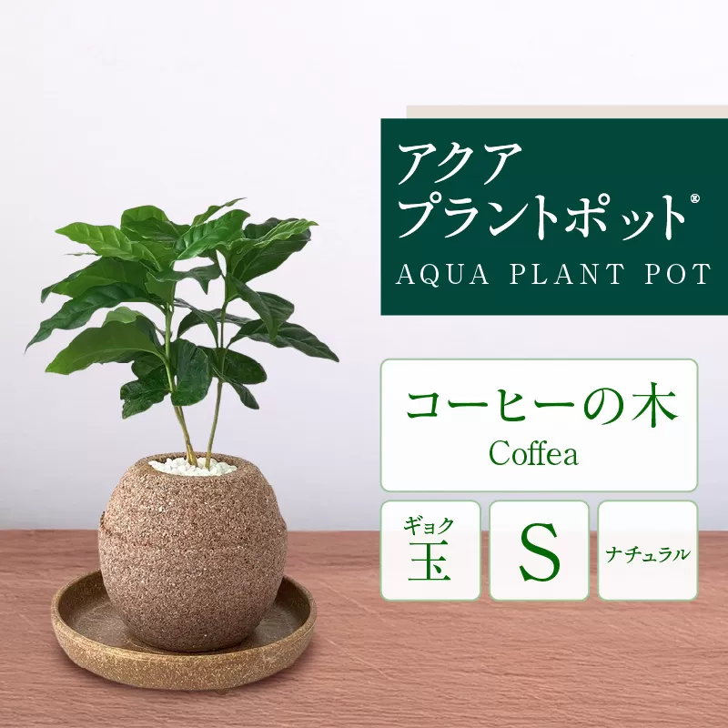 アクアプラントポット®　玉Ｓ 植木鉢コーヒーの木（2128）