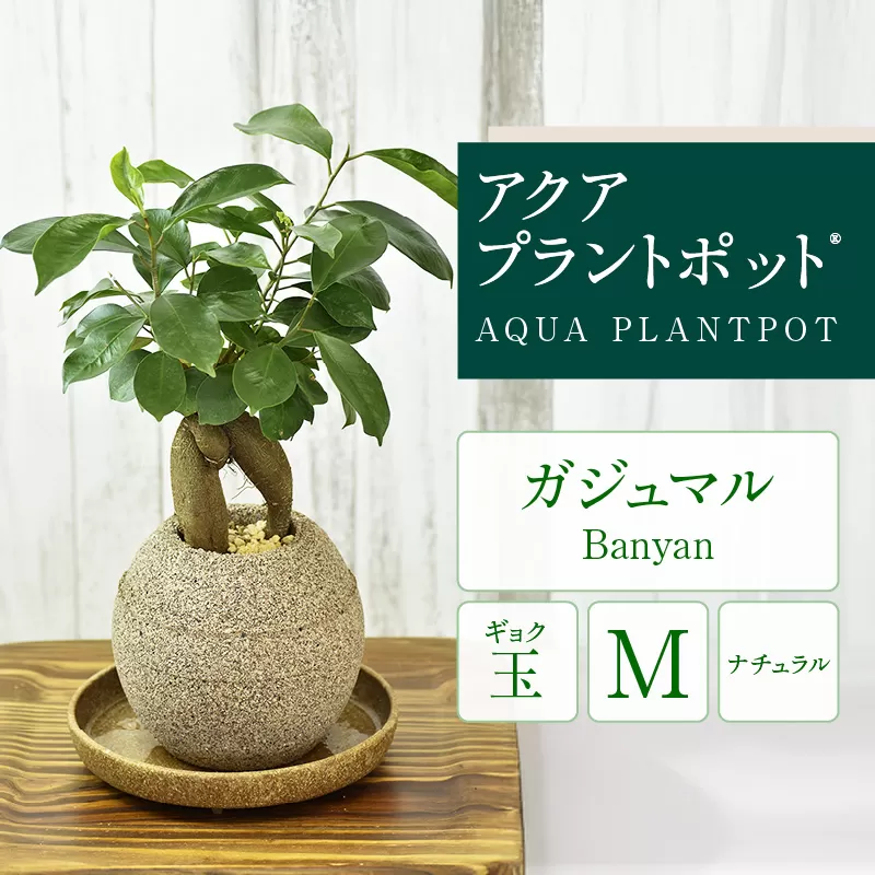 アクアプラントポット®　玉Ｍ 植木鉢　ガジュマル（2091）