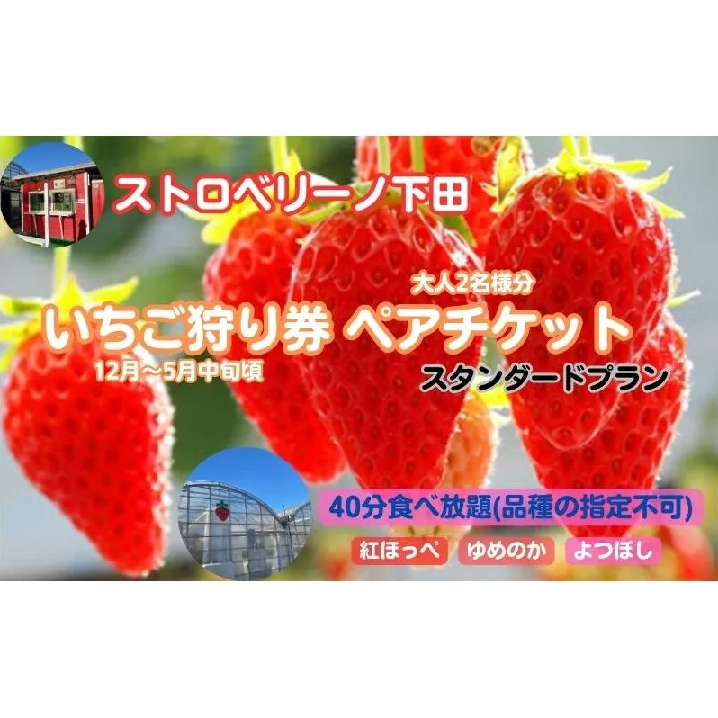 ストロベリーノ下田いちご狩り券2名様（スタンダードプラン） 体験チケット チケット 