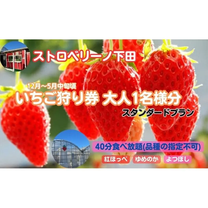 ストロベリーノ下田いちご狩り券1名様（スタンダードプラン） 体験チケット チケット 