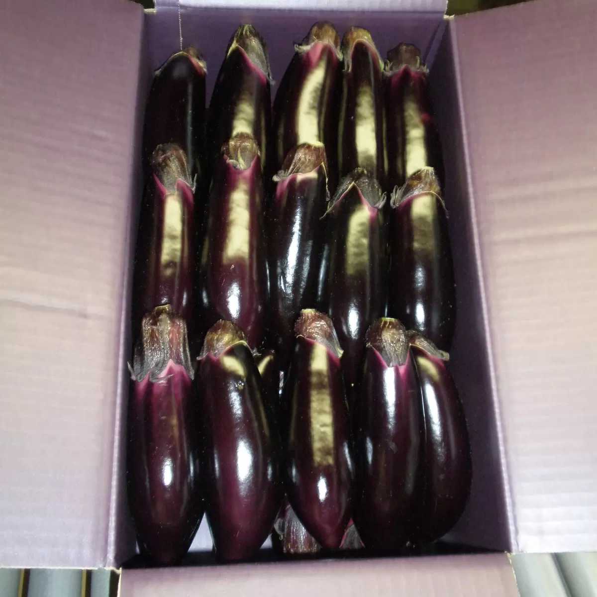 幸田町産「とげなし美茄子」 5kg ※11月〜12月、3月〜6月発送予定※ なす 茄子 野菜