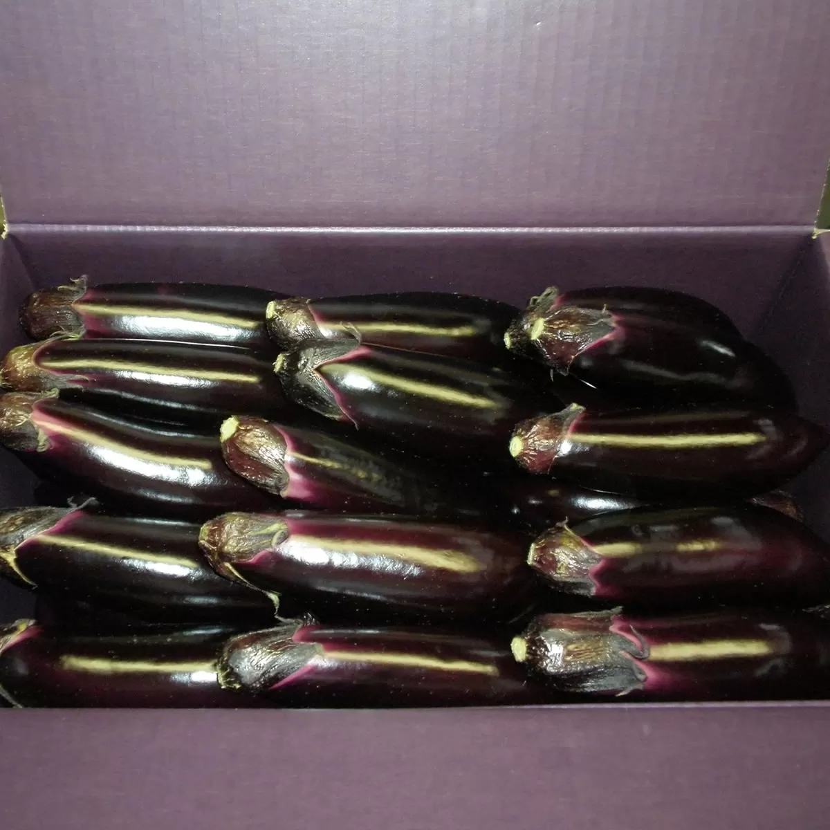 幸田町産「とげなし美茄子」 5kg ｜ なす ナス 茄子 野菜 ※11月～6月に順次発送予定