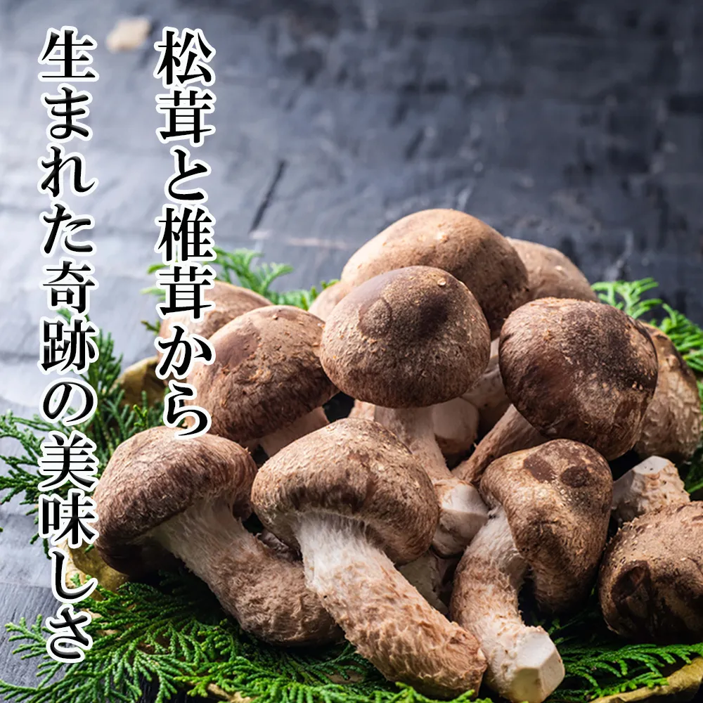 【新しいキノコ　伊勢の国「松太郎」】松太郎ギフト（生詰め合わせ）（夏季冷蔵便対応）