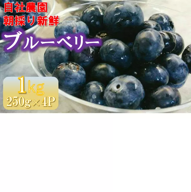 【1.8-7】パティシエが育てるブルーベリー１kg