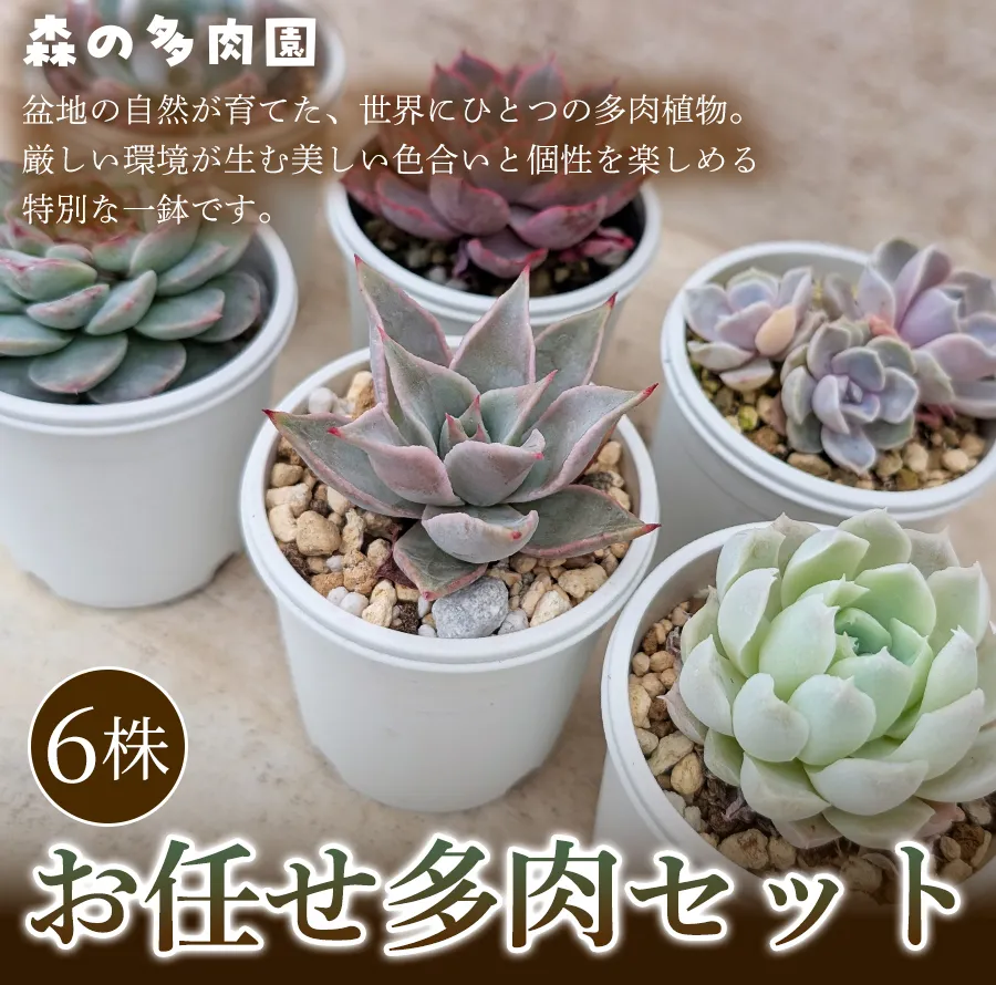 【初めての方にも育てやすい】色づきの美しい多肉植物お任せ多肉セット（6株）  1セット 多肉植物 多肉 植物 家庭菜園 初心者 簡単 厳選 無加温  美しい ハウス 色鮮やか 輸入苗 名張市特有 盆地気候 三重県 名張市