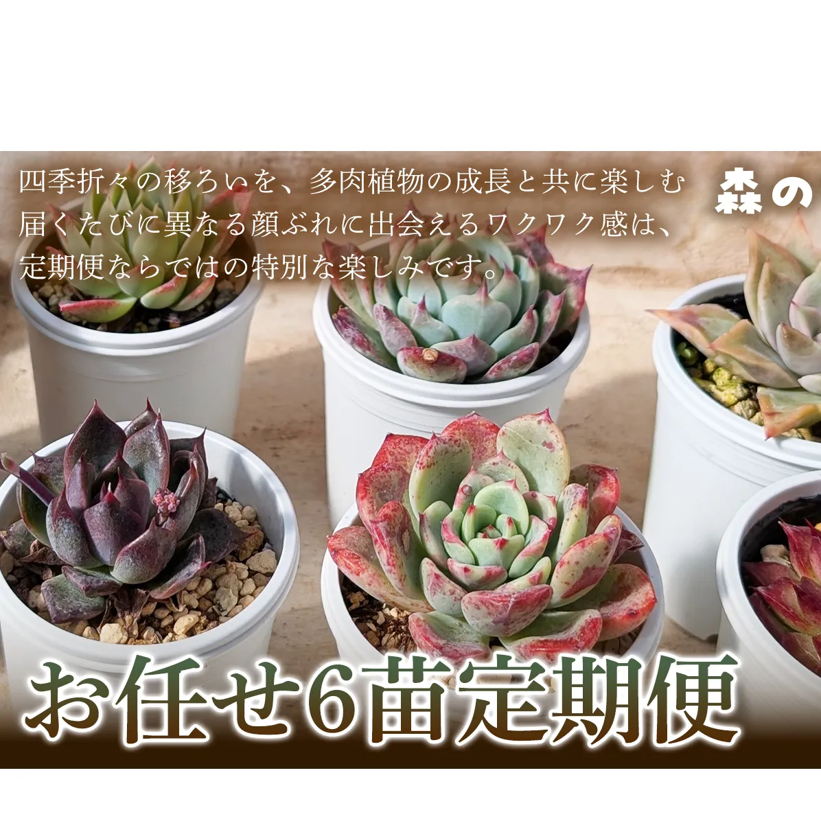 【何が届くかお楽しみ！】色づきの美しい多肉植物お任せ6苗6か月定期便  多肉植物 多肉 植物 家庭菜園 初心者 簡単 厳選 無加温 お任せ 苗 美しい ハウス 色鮮やか 輸入苗 名張市特有 盆地気候 三重県 名張市