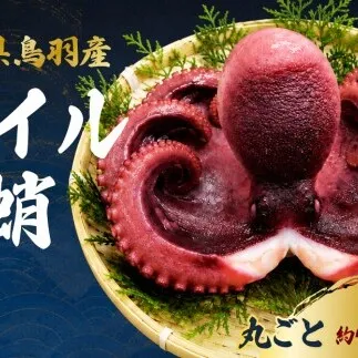 20-112 天然真蛸のボイル 1杯（冷蔵）三重県鳥羽で水揚げされた天然真蛸のボイル