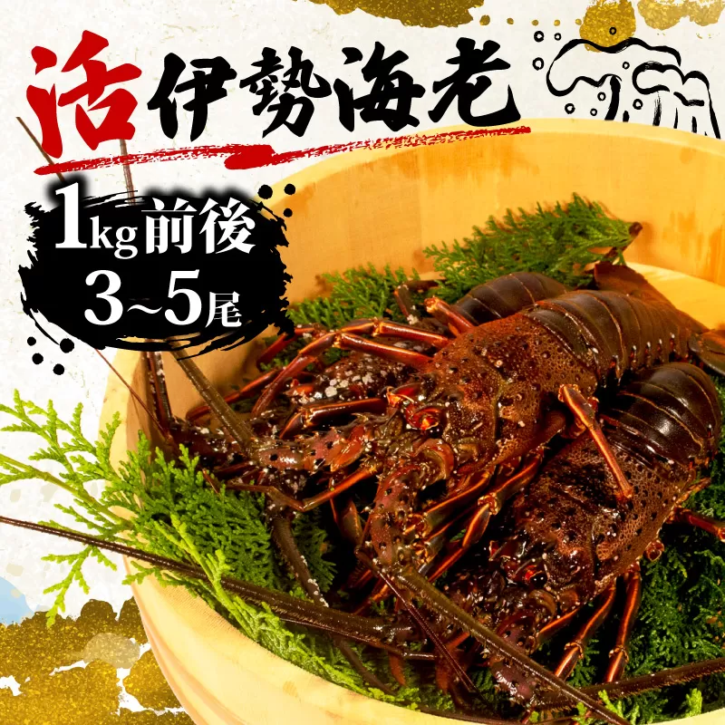 活 伊勢海老 1kg 前後 3尾 〜 5尾 志摩 天然 伊勢志摩 えび エビ 三重県 海老 活き 刺身 BBQ バーベキュー 味噌汁