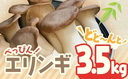 TN-01 べっぴん エリンギ ! どどーんと 3.5kg!えりんぎ きのこ キノコ 国産