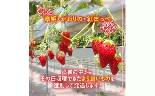 CN-01 多気町 産 いちご  | イチゴ 苺 章姫 かおり野 紅ほっぺ