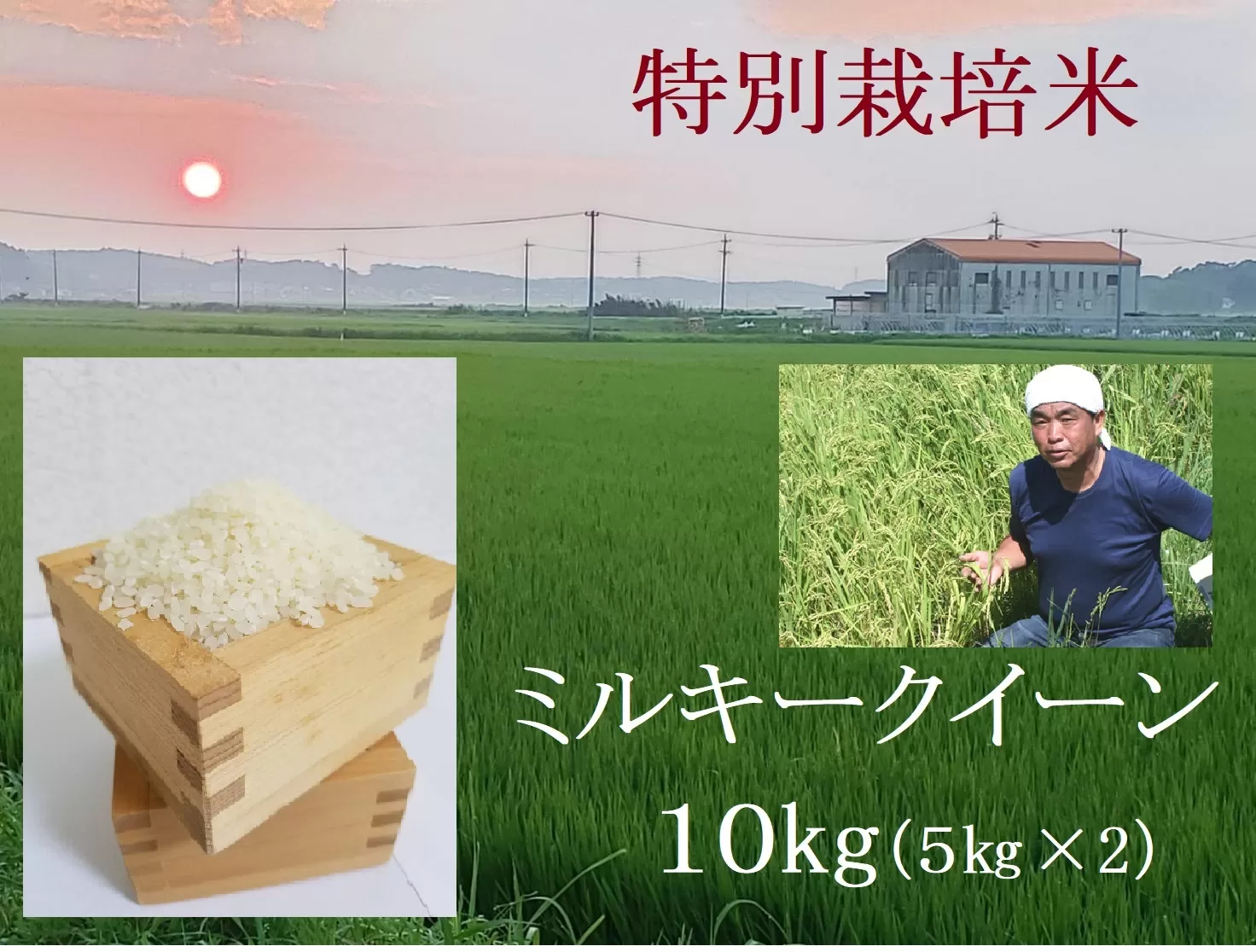 【９月下旬発送】令和６年産新米 特別栽培米 ミルキークイーン 10kg | 安心 精米 もちもちした食感 こだわりの農法　TC-0409