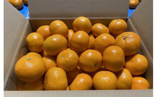 ビッグ割引 SN-02 5kg｜多気町｜三重県 S～2Lサイズ みかん 三重県多気町産 アクセサリー