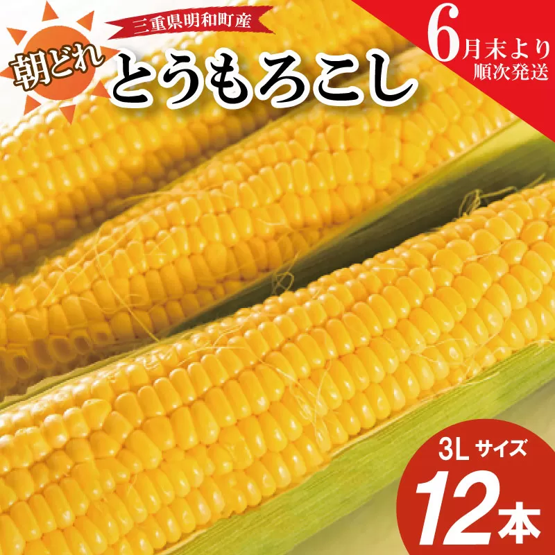 朝採れ とうもろこし スイートコーン 3Lサイズ キャンプ BBQ 人気 トウモロコシ 生 野菜 産地直送 朝どれ 甘い 期間限定 国産 旬 夏野菜