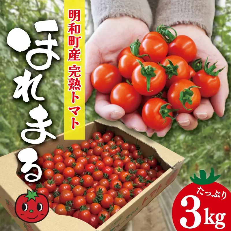 明和町産 完熟 トマト ほれまる 3kg ミニトマト 朝採り 新鮮 生鮮 野菜 あっさり