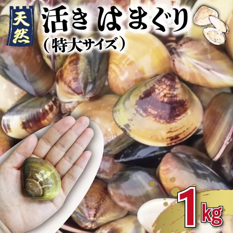 【しもい水産】三重県産 活きはまぐり 特大サイズ １kg はまぐり ハマグリ 天然はまぐり 活はまぐり 天然 砂抜き ふるさと納税 ふるさと 人気 網焼き 酒蒸し お吸い物 バーベキュー BBQ