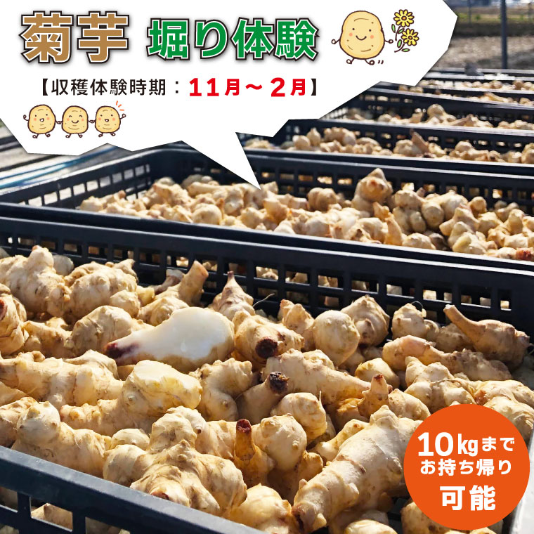 菊芋堀り 体験 （10kgまでお持ち帰りいただけます） 芋ほり 芋掘り お持ち帰り お土産 みやげ 粉末 パウダー イヌリン 国産 糖質 有機 血糖値 体型 血圧 いも 菊芋茶 菊芋チップス SDGs エコ サスティナブル 健康 話題 農薬不使用 食物繊