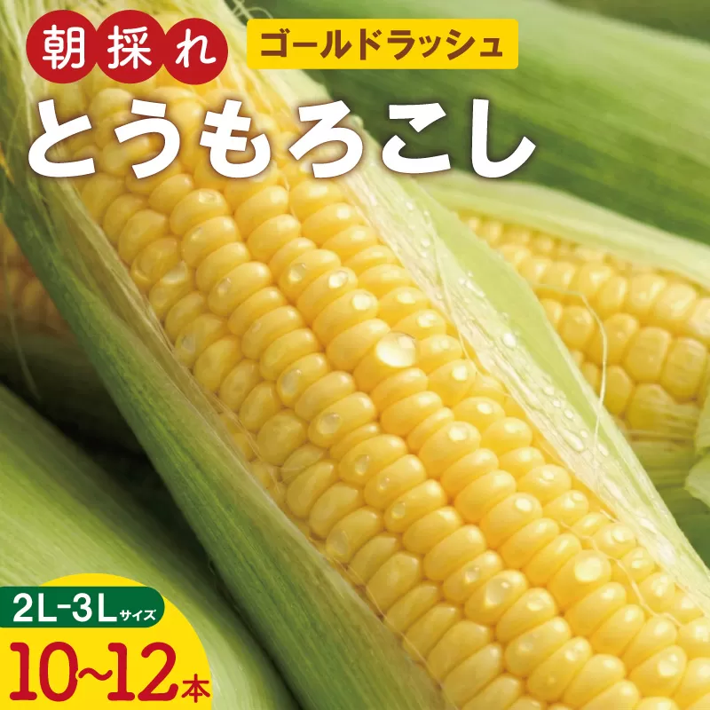 明和町産 朝採れ とうもろこし ゴールドラッシュ 10本～12本 BBQ 人気 トウモロコシ 生 野菜 新鮮 採れたて 産地直送 朝どれ 甘い 期間限定 国産 旬 夏野菜 きたむら