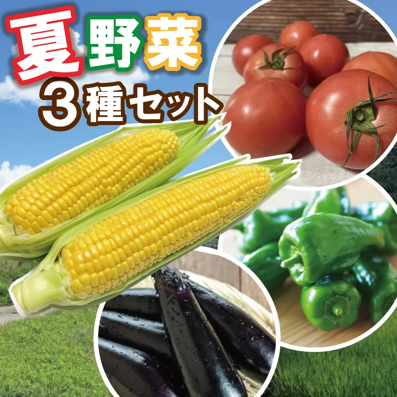 北山さんちの夏野菜 3種 セット