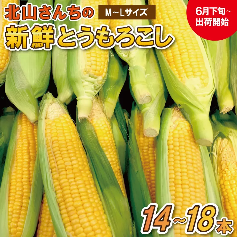 北山さんちの新鮮 とうもろこし キャンプ BBQ 人気 トウモロコシ 生 野菜 産地直送 朝どれ 甘い 期間限定 国産 旬 夏野菜 kn2