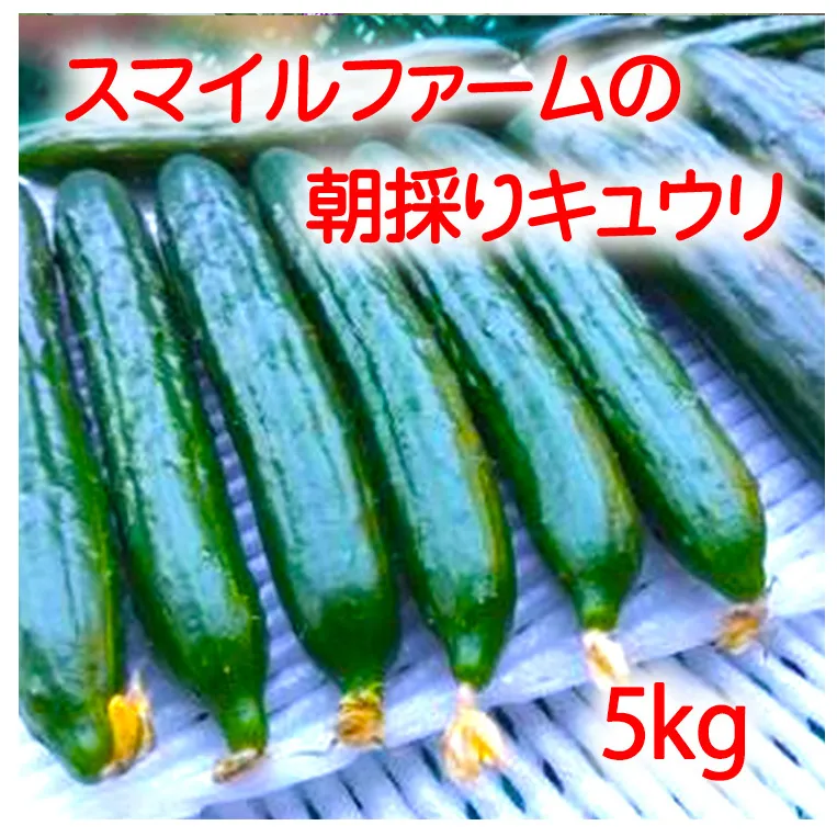 朝採りきゆうり5kg【FM02W】