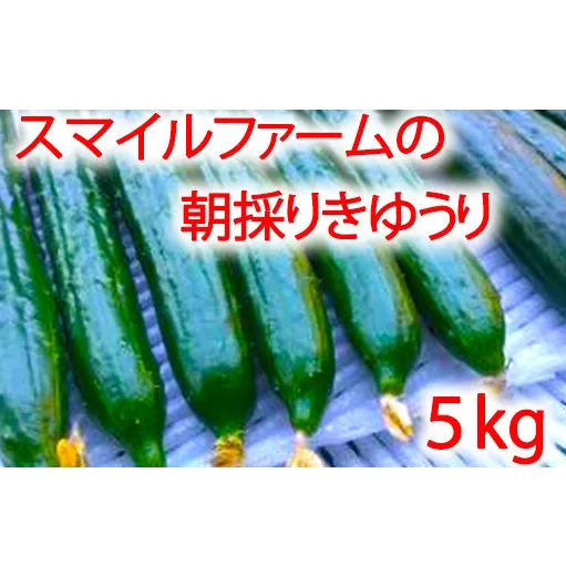 【プライスダウン！！】朝採りきゆうり5kg【FM02W2】