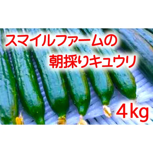 【プライスダウン！！】朝採りきゆうり4kg【FM01W2】