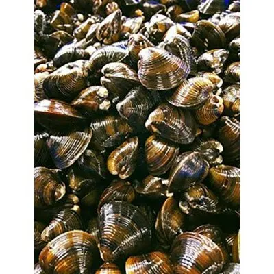 【琵琶湖に感謝！滋味香る！】　琵琶湖産　天然瀬田シジミ　3kgパック【D018W】