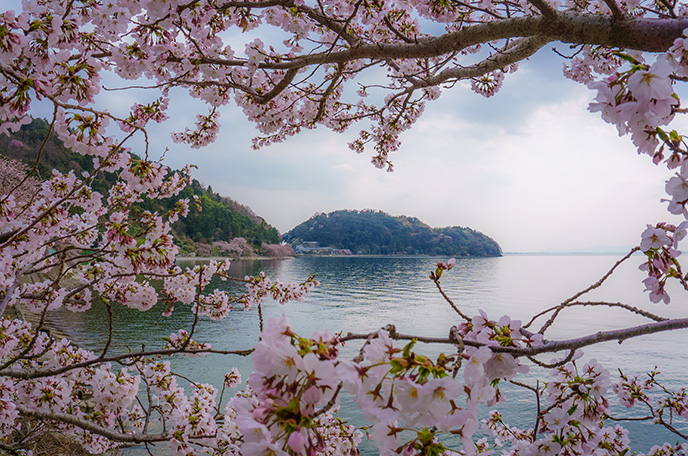 日本唯一の淡水湖に浮かぶ有人島　「沖島」の桜