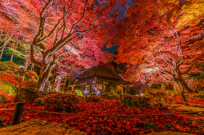 石寺　教林坊の紅葉