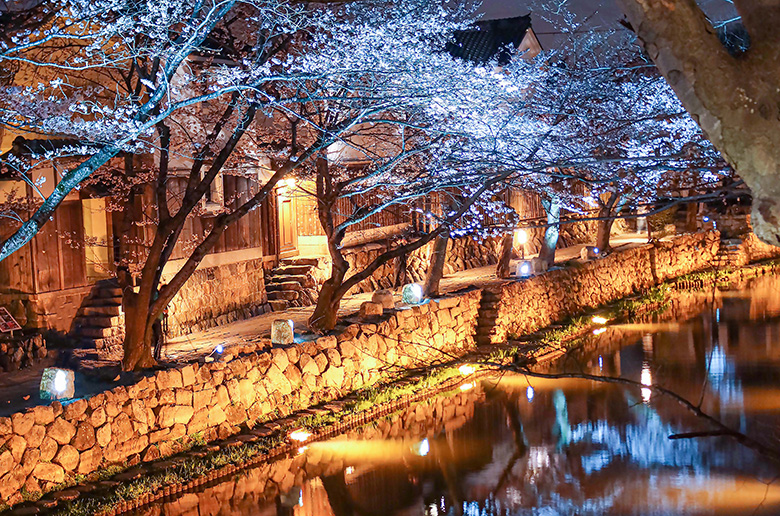 葦のささやきが聞こえる風景「八幡堀」