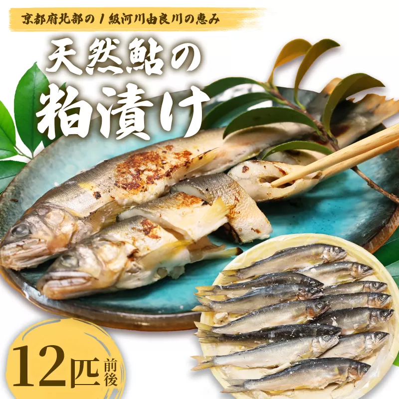 天然鮎の粕漬け 12匹 【 由良川漁協 あゆ 鮎 アユ 魚 魚介 川魚 海鮮 漬け魚 粕漬け 酒粕 天然 大人 贅沢 おつまみ 酒の肴 珍味 綾部 京都 】