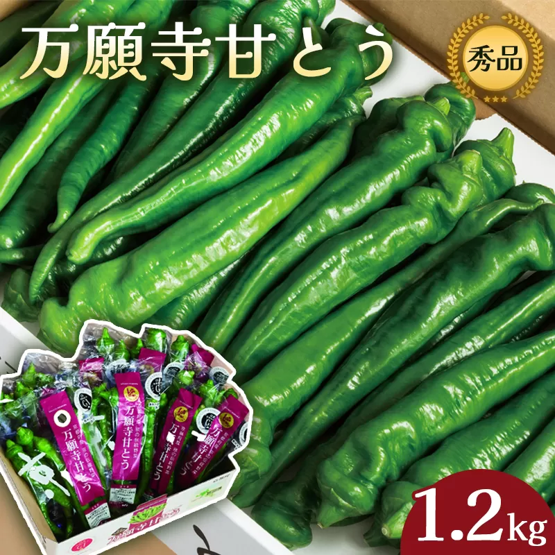 万願寺甘とう 秀品 1.2kg （150g×8） 小分け 【 肉厚 ジューシー 辛くない 唯一の京野菜 国産 旬 季節の野菜 詰め合わせ 京のブランド産品 京野菜 万願寺 野菜 夏野菜 化粧箱 地場野菜 お土産 手土産 JA 京都 綾部 】