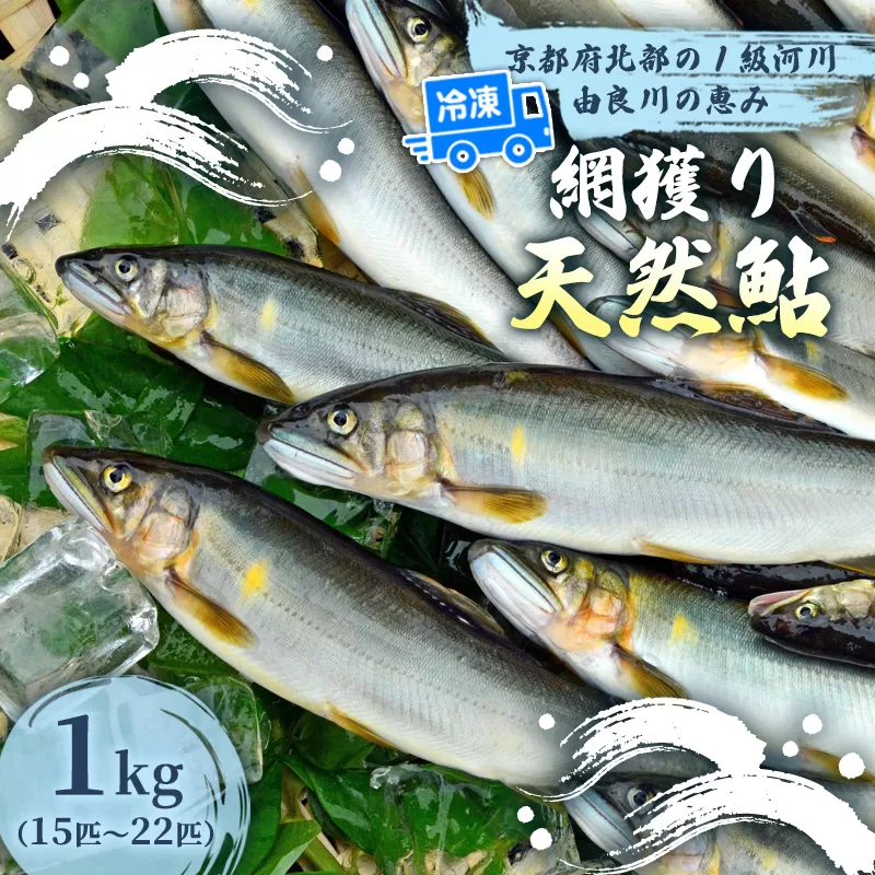 天然鮎 網獲り 冷凍 約1kg（約15匹〜22匹）【 由良川の網獲り 由良川漁協 冷凍あゆ 冷凍鮎 高鮮度 冷凍 あゆ 鮎 魚 さかな 綾部 京都 】