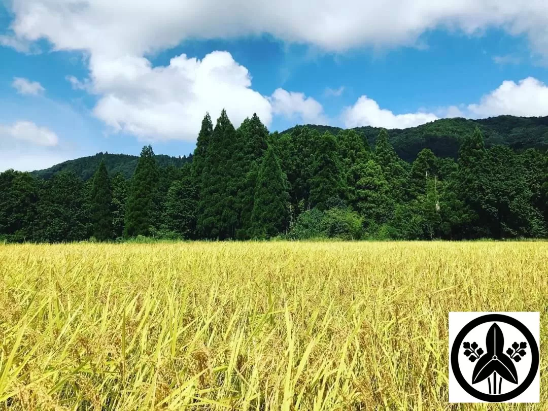 【先行予約/10月中旬以降順次発送】令和8年産 コシヒカリ 10kg 白米 / 米 精米 農家直送 綾部市 / 松原興右衛門商店［BSDG002］