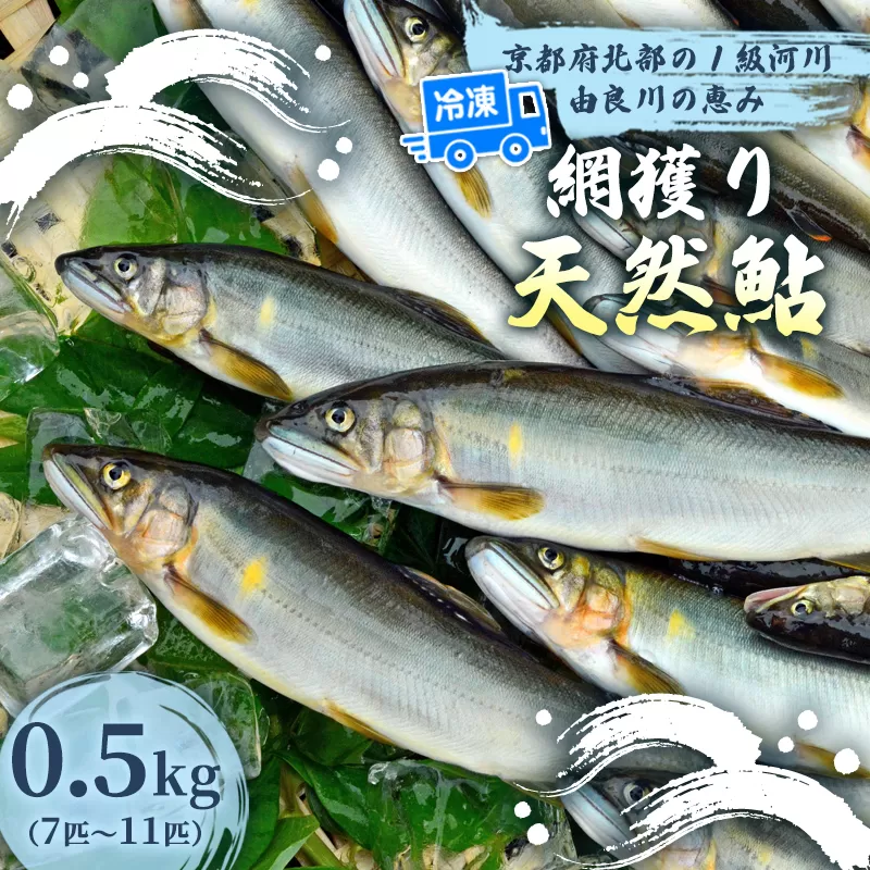 天然鮎 網獲り 冷凍 約0.5kg（約7匹〜11匹）【 由良川の網獲り 由良川漁協 冷凍あゆ 冷凍鮎 高鮮度 冷凍 あゆ 鮎 魚 さかな 綾部 京都 】