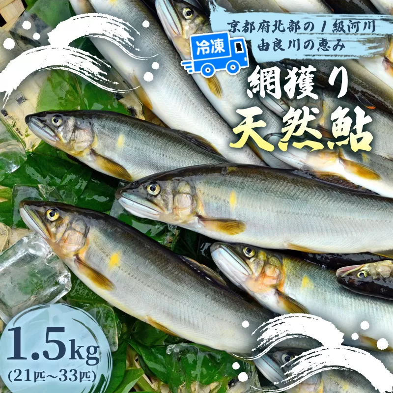 天然鮎 網獲り 冷凍 約1.5kg（約21匹〜33匹）【 由良川の網獲り 由良川漁協 冷凍あゆ 冷凍鮎 高鮮度 冷凍 あゆ 鮎 魚 さかな 綾部 京都 】