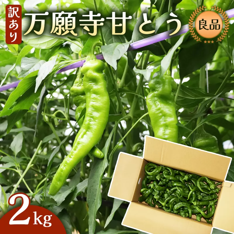 【訳あり】 万願寺甘とう 良品 2kg | 形・長さ不揃い 辛くない京野菜 夏限定 味覚 肉厚 ジューシー 京都産 旬 季節の野菜 詰め合わせ 京のブランド産品 京野菜 万願寺 まんがんじ 野菜 夏野菜 お土産 手土産 JA 京都 綾部