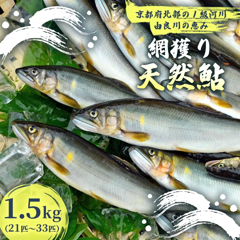 【2025年夏発送】 天然鮎 網獲り 約1.5kg（約21匹〜33匹）【 由良川の網獲り 由良川漁協 鮮魚 生魚 活魚 あゆ 鮎 新鮮 魚 さかな 直送 綾部 京都 魚介 川魚 塩焼き 生あゆ 】