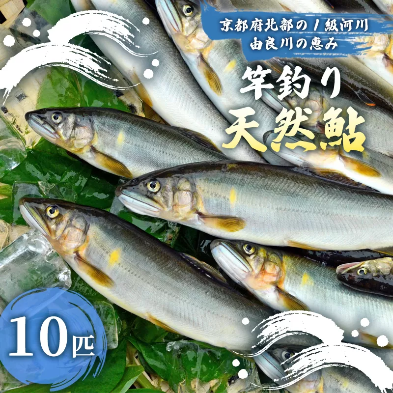 【2025年夏発送】天然鮎 竿釣り 10匹 （17〜23cm） 【 冷蔵 由良川の竿釣り 由良川漁協 あゆ 鮎 新鮮 魚 さかな 直送 綾部 京都 魚介 川魚 塩焼き 生あゆ 】