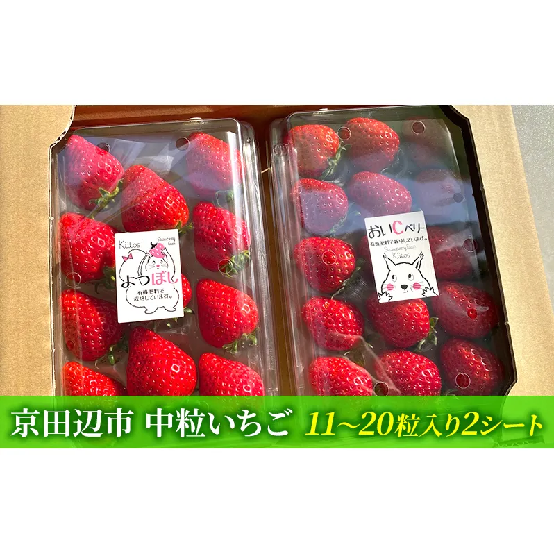 【先行予約　いちご】中粒いちご 果物 フルーツ デザート おやつ 旬の果物 旬のフルーツ ストロベリー 国産 日本産 