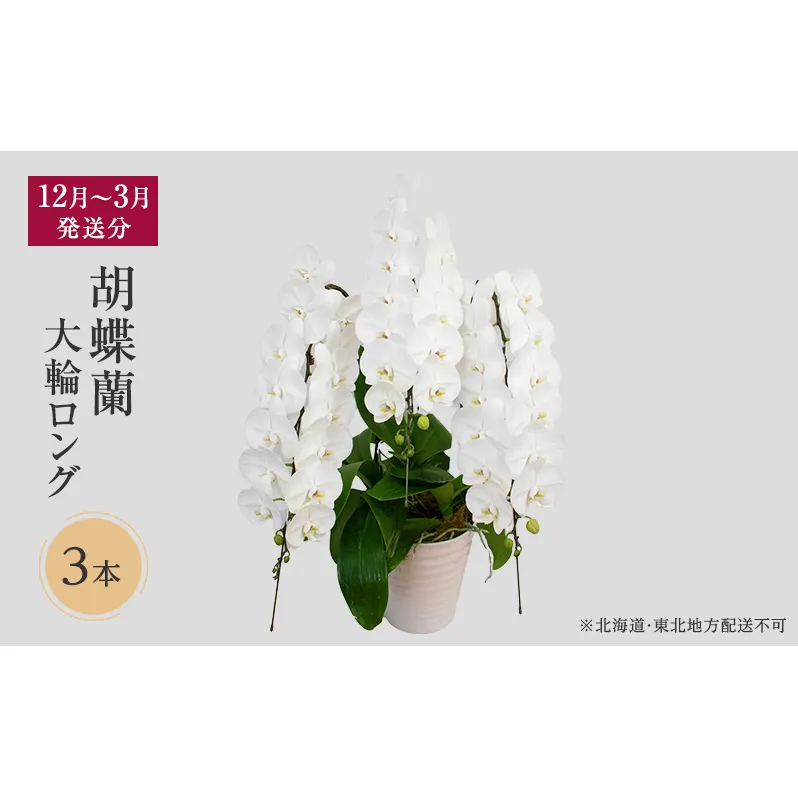 【12月～3月発送分】胡蝶蘭大輪 ロング 3本立【北海道・東北地方配送不可】プレゼント スマイルオーキッド 選べる花色 白色 ピンク 黄色 花 ギフト 贈り物 お祝い 産地直送 贈答 鮮度抜群 誕生日 記念日 開店祝 京都府 京田辺市
