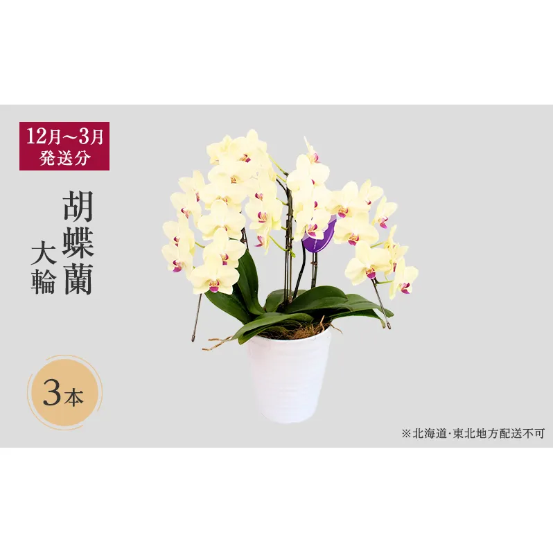 【12月～3月発送分】胡蝶蘭大輪 3本立【北海道・東北地方配送不可】プレゼント スマイルオーキッド 選べる花色 白色 ピンク 黄色 花 ギフト 贈り物 お祝い 産地直送 贈答 鮮度抜群 誕生日 記念日 開店祝 京都府 京田辺市